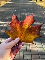 Woman&rsquo;s hand holding maple leaf, autumn mood, fall vibe, autumn landscape 