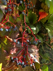 Wild grape vines, purple berries on blue and red branches with green leaves, autumn plants in the garden