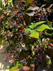 Wild grape vines, purple berries on blue and red branches with green leaves, autumn plants in the garden