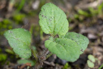 Close-up of a small green plant with textured, serrated leaves, symbolizing growth and life