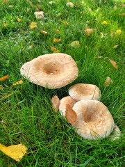 mushrooms in the grass