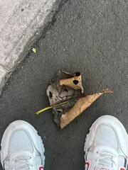 Woman in white sneakers standing on autumn leaves, autumn walk, legs walking on the street in autumn