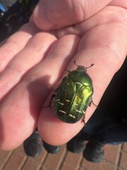 Woman&rsquo;s hand holding green bug, autumn mood, fall vibe, summer season, autumn season 