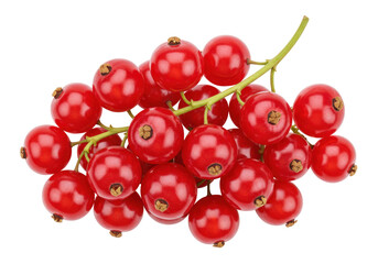 Isolated bunch of ripe red currants ready for harvest. Delicious and healthy snack