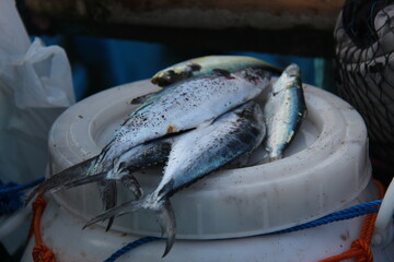 Freshly caught fish with silvery scales and yellow fins arranged on a round surface. Ideal for seafood, fishing, culinary, or market-themed visual content