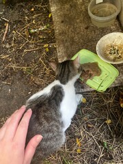 Stray cat, wild kitten on street 