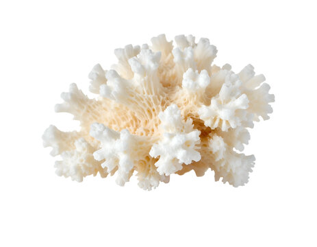 Close-up of a bleached, intricate sea skeleton against a black background