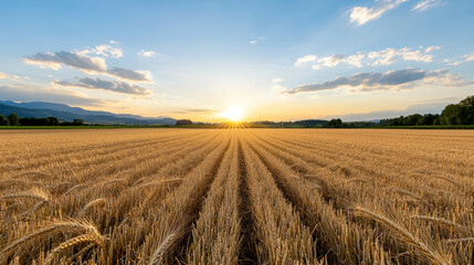 Obraz premium Golden sunset over rolling farmland creates nostalgic atmosphere of tranquility and beauty