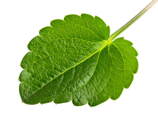 Obraz premium Close-up of a green leaf showing intricate veins and texture against a black background