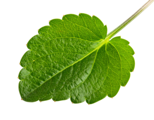 Close-up of a green leaf showing intricate veins and texture against a black background