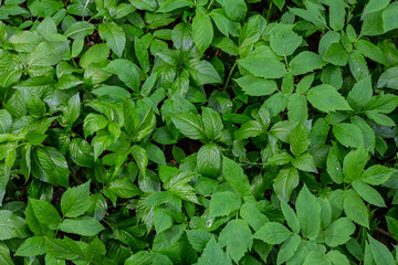 Lush green foliage covering the ground in a natural forest setting during a sunny day showcasing diverse plant life and vibrant textures