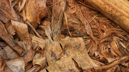Dried banana leaves and trunk fibers, tropical banana tree residue texture background