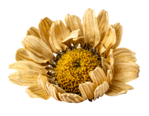 Close-up of a decaying, dried-out daisy flower against a black background