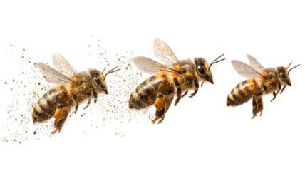Three honey bees flying in mid air showing detailed wings and natural yellow black body pattern isolated on white background