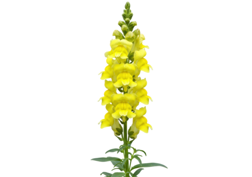 Isolated vibrant yellow Snapdragon blooming, a tall flowering spike with green leaves and buds