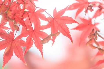 紅葉ふわっとした光の真っ赤な楓の葉と種