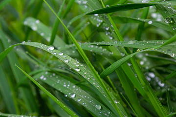 Raindrops glisten on green grass blades in a lush landscape during early morning hours after a recent rain shower