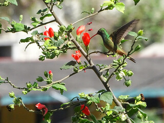 colibri