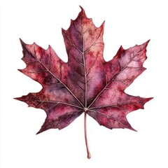 Obraz premium Fallen Maple Leaf maple leaf illustration.