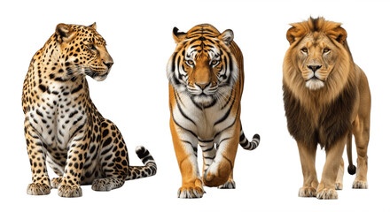 Set of Three Big Cats – Leopard, Tiger, and Lion Isolated on White Background – Powerful Wild Predators from African and Asian Wildlife Showcasing Strength, Elegance, and Majestic Feline Beauty