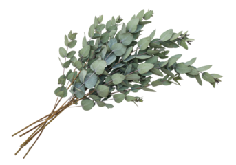 Isolated Eucalyptus branches on a white surface featuring silvery green round leaves