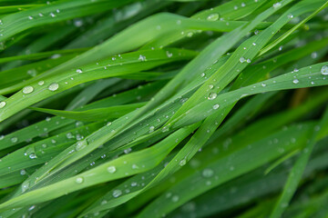 Naklejka premium Fresh blades of grass glistening with dew drops in the sunlight in a lush green garden during early morning hours