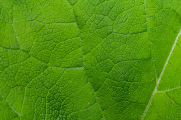Close-up view of a vibrant green leaf showcasing intricate textures and patterns under natural light outdoors
