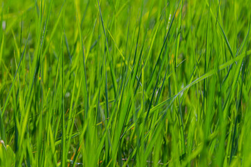 Lush green grass swaying gently in the summer breeze under bright sunlight