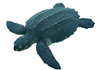 Isolated Leatherback Sea Turtle, marine reptile, large turtle in the ocean, endangered species