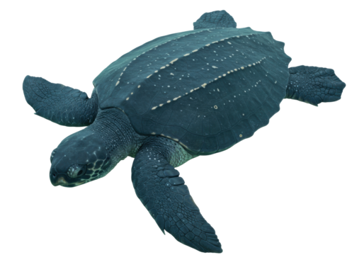 Isolated Leatherback Sea Turtle, marine reptile, large turtle in the ocean, endangered species