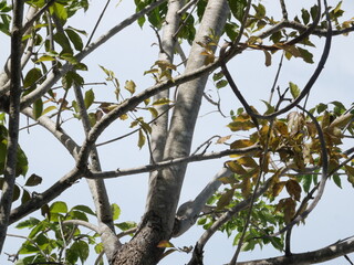 Fototapeta premium Close-up of tree branches and trunk with green and brown leaves against a bright, light-colored sky.