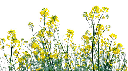 Several mustard plants with bright yellow flowers and green leaves growing naturally in cluster isolated on white background