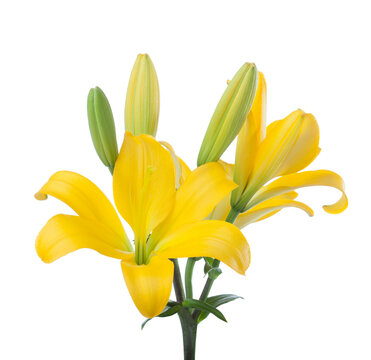 Branch with yellow Lily flowers isolated on white background.