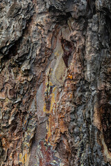 Detailed texture of tree bark showcasing natural patterns and colors in an outdoor setting during daylight hours