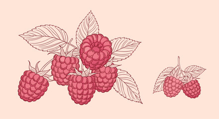 Fresh and juicy raspberries with leaves, hand-drawn illustration.