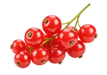 Isolated bunch of shiny red currants on twig stem for summertime fruity dessert snack