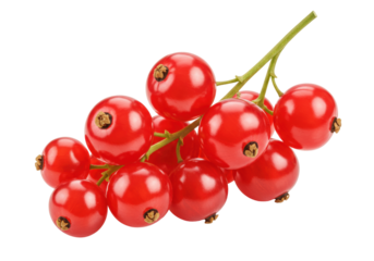 Isolated bunch of shiny red currants on twig stem for summertime fruity dessert snack