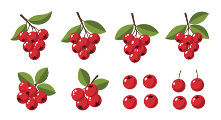 Set of Fresh Red Cranberry Branches and Berries.