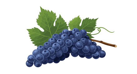 Freshly picked dark blue grapes with vibrant green leaves on a white background.