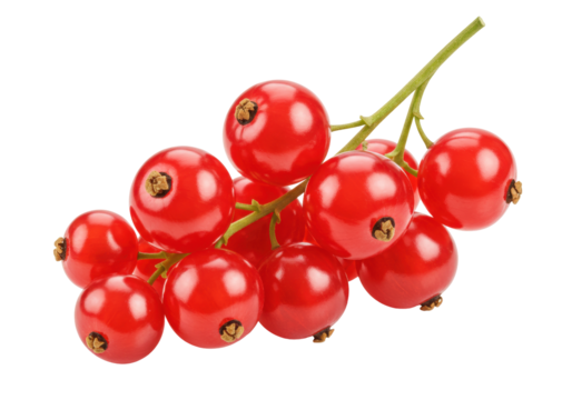 Isolated bunch of shiny red currants on twig stem for summertime fruity dessert snack