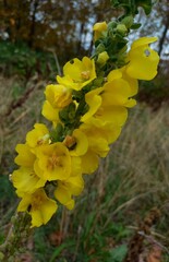 yellow flowers in the garden
