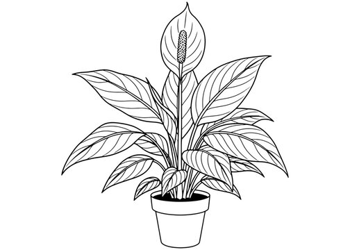 black and white potted peace lily plant clip art preview