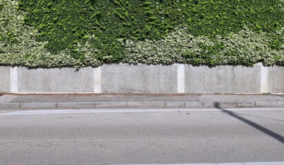 Gray stucco fence intersped with white plaster rectangles, hedge and ivy on top. Concrete sidewalk and street in front. Background for copy space.