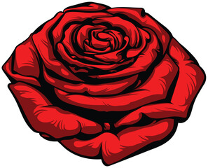 A beautiful red rose on a white background. Detailed drawing.