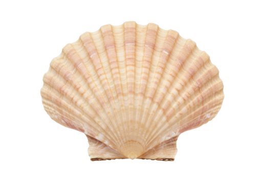 Isolated scalloped shell, a marine bivalve mollusk with a beautiful, ridged, fanlike design