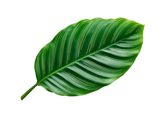 Fototapeta premium Green Calathea Leaf with White Stripes isolated on a transparent background