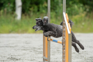 Obraz premium Poodle jumps over agility hurdle in training session at outdoor agility track on sunny afternoon