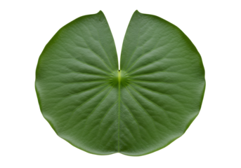 Isolated Green Lily Pad with Center Indentation, a Fresh Floral Botanical Element
