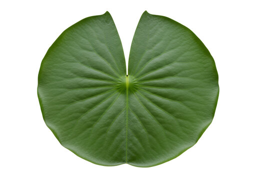 Isolated Green Lily Pad with Center Indentation, a Fresh Floral Botanical Element