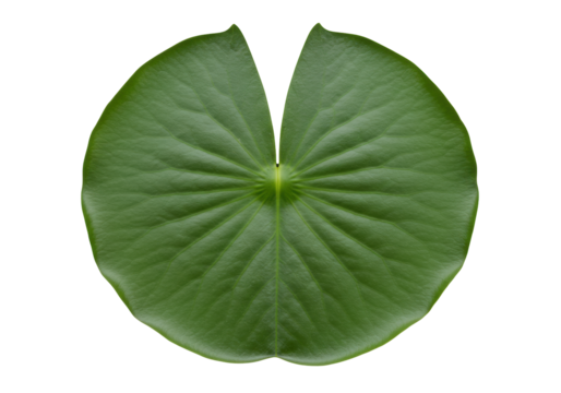 Isolated Green Lily Pad with Center Indentation, a Fresh Floral Botanical Element - Powered by Adobe